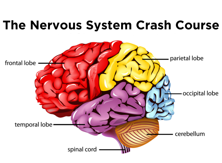 The nervous system crash course